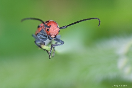 The Milkweed Borer 