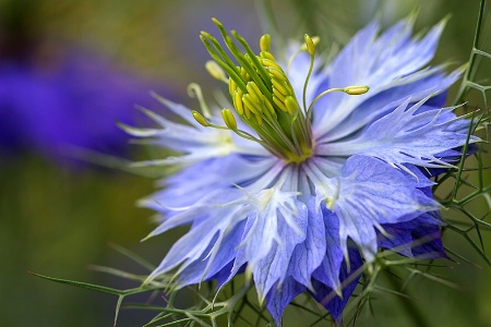 Nigella