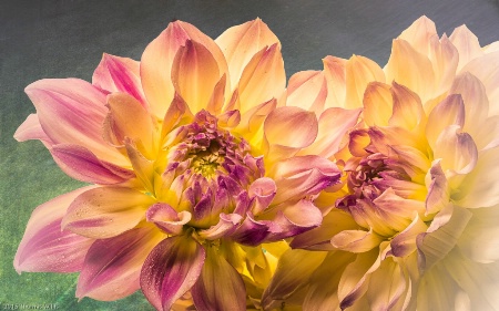 Dahlias