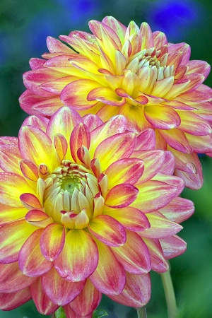 Half Pint Dahlias