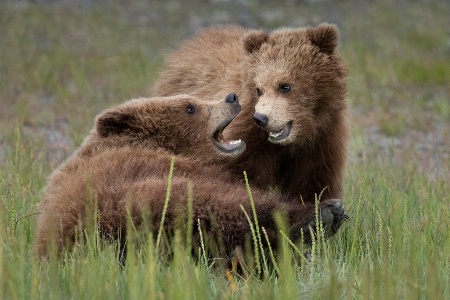 Second Year Cubs Play Time