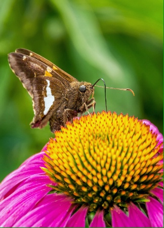 Pollinating 