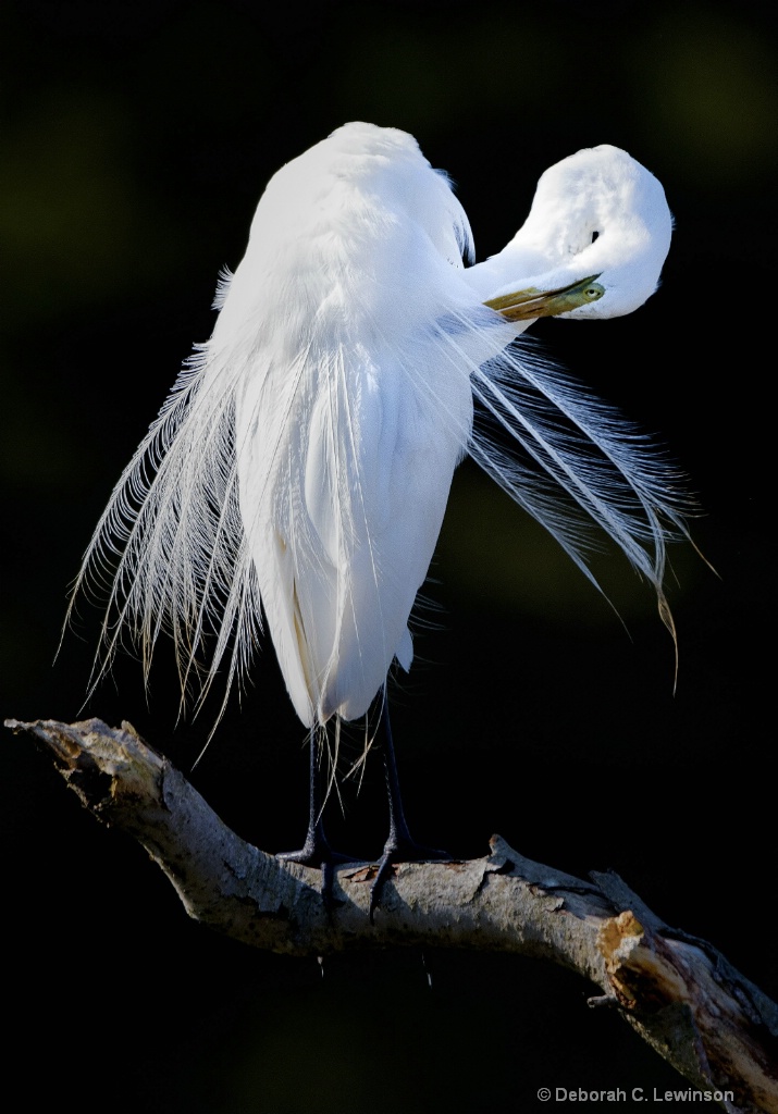 Egret Preening