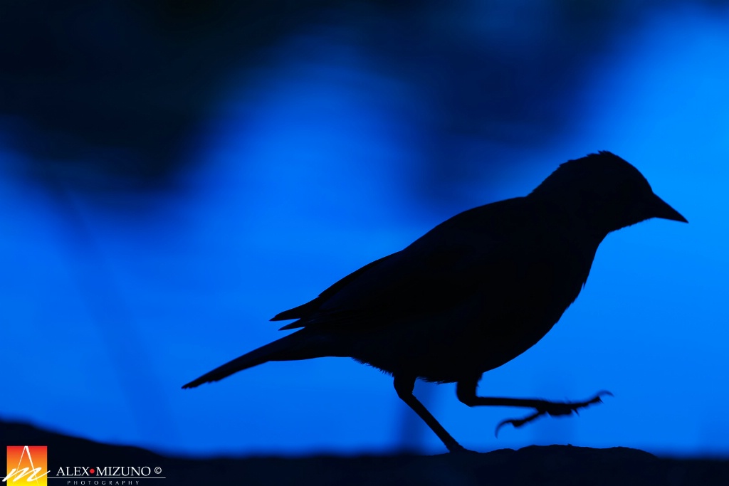 Black Bird in Blue Hour