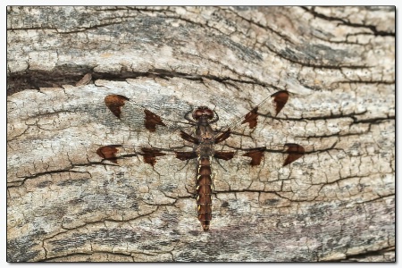 twelve spotted skimmer, female