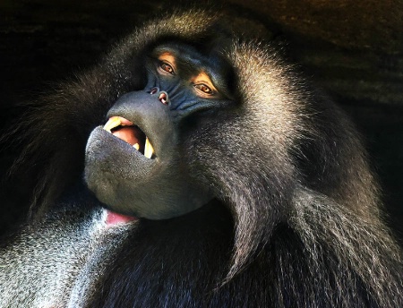 Gelada Baboon