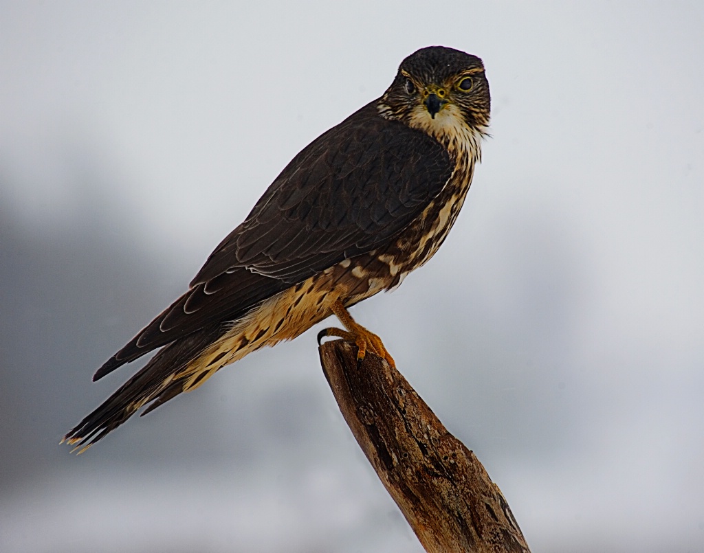 Merlin Hawk - ID: 15178274 © John A. Roquet