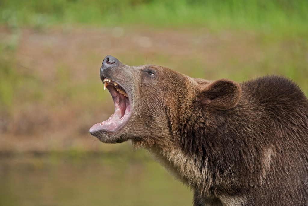 Grizzly Growl