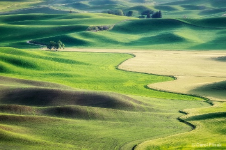 Road to the Lone Tree