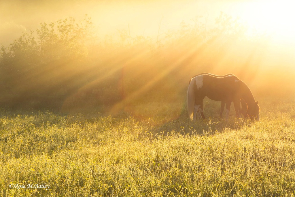 Peaceful Pasture