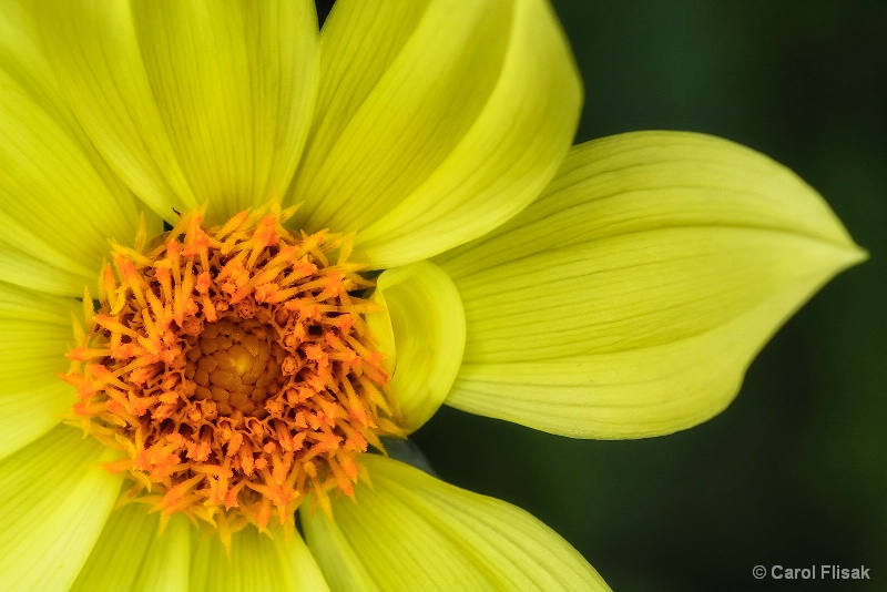 Sunny Dahlia