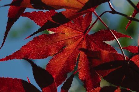 Leaves and Shadows