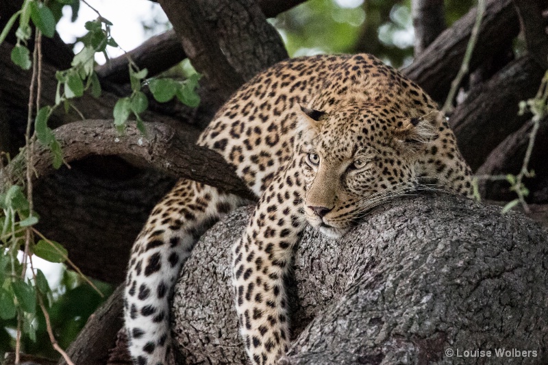 Hanging Out - ID: 15184181 © Louise Wolbers