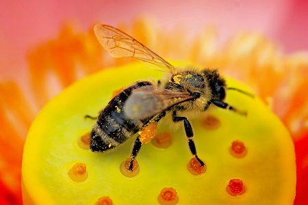 Bee