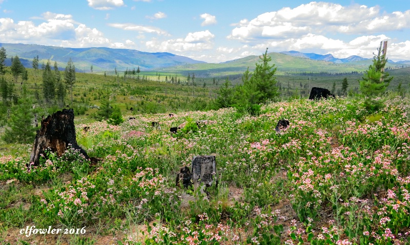 Wildflower Cover