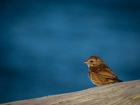 Sunrise Observer