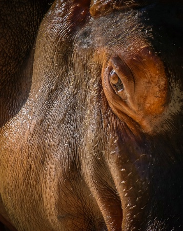 Hippo Eye