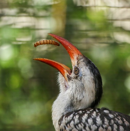 Red-Billed Hornbill