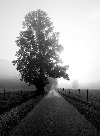 Cades Cove Morning