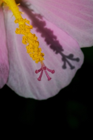 Virginia Saltmarsh Mallow