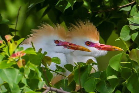 Hidden Cattle Egret Pair