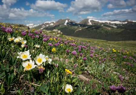 Tundra