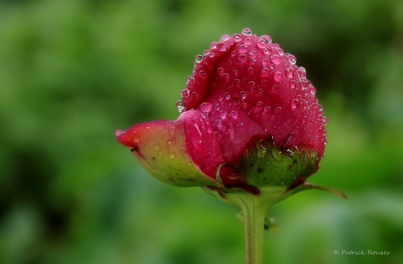 Sprinkled Peony