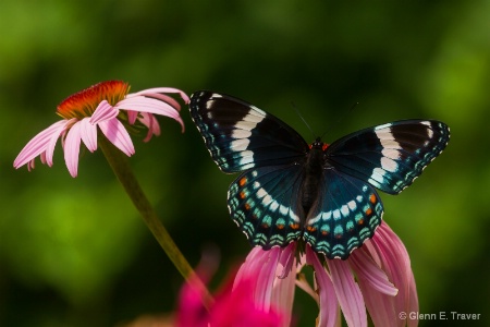 White Admiral 