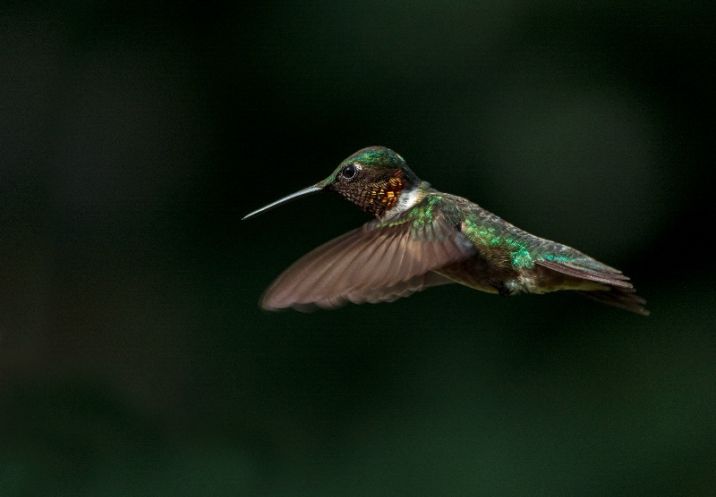 Hummingbird # 11 - ID: 15203257 © Michael Cenci