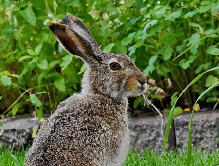 The Front Yard Visitor