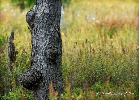 Tree Warts