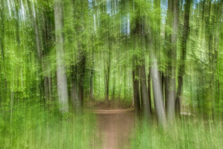 A Woodland Path