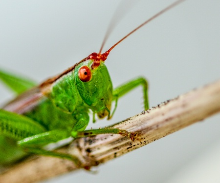 Grasshopper