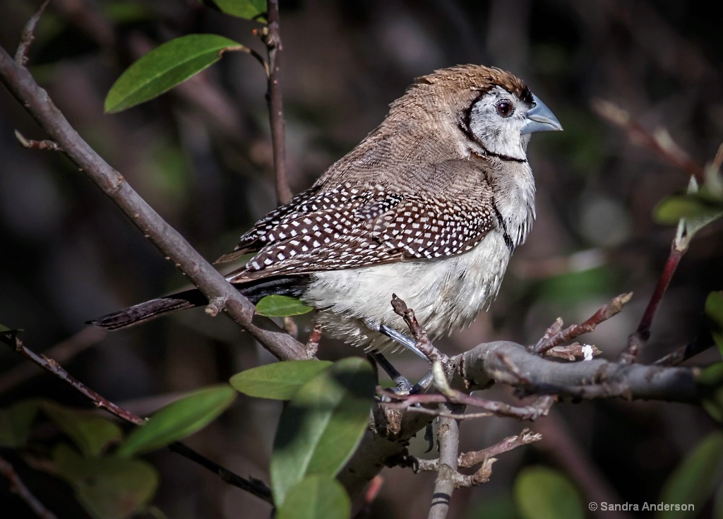 Double Bar Finch