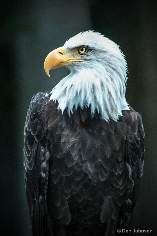 Eagle Profile 8-14-16 208