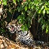 © Sydna  Stout PhotoID # 15208128: jaguar