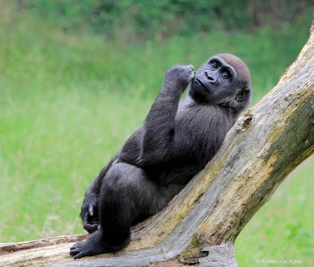 Baby Gorilla On His Lunch Break