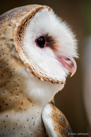 Profile of a Barn Owl 8-14-16