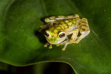 Glass frog