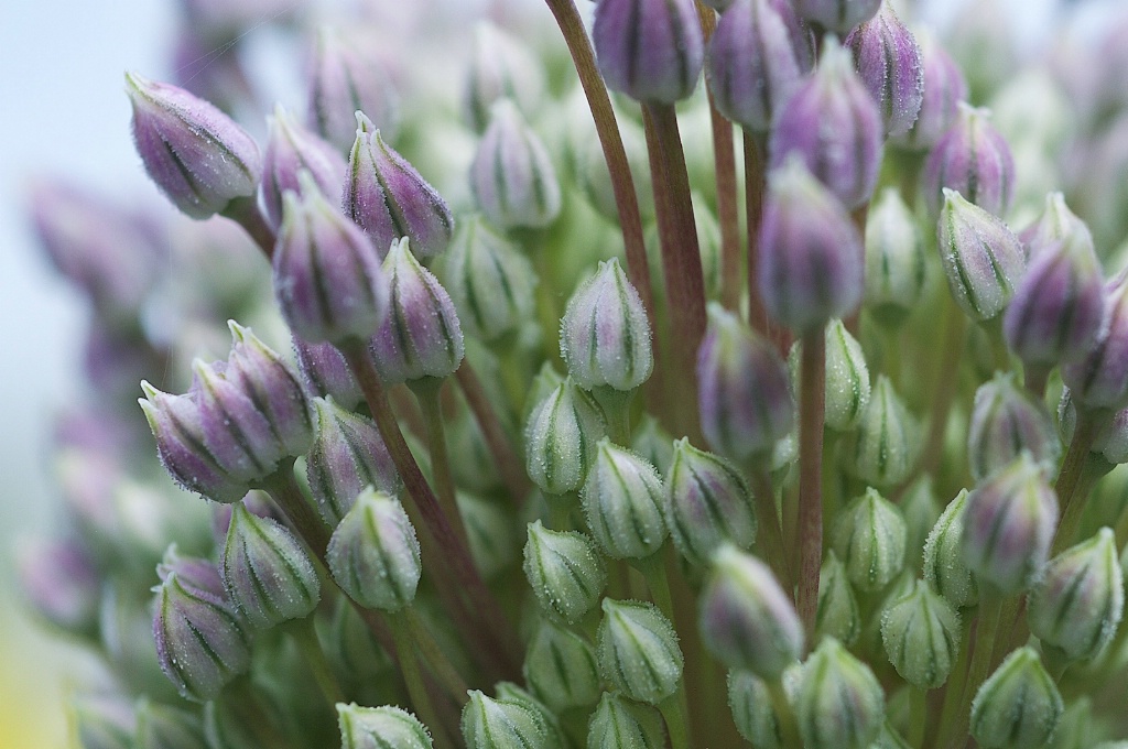 Minauture Flowers