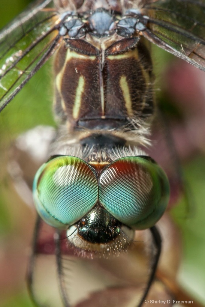 Dragonfly Eyes