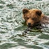 2Katmai National Park - ID: 15215191 © Fran  Bastress