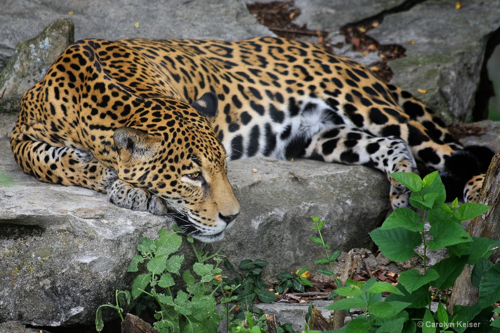 Jaguar