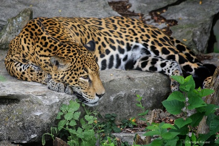 Jaguar