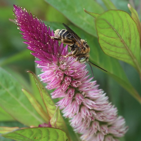 Pollen Snatcher