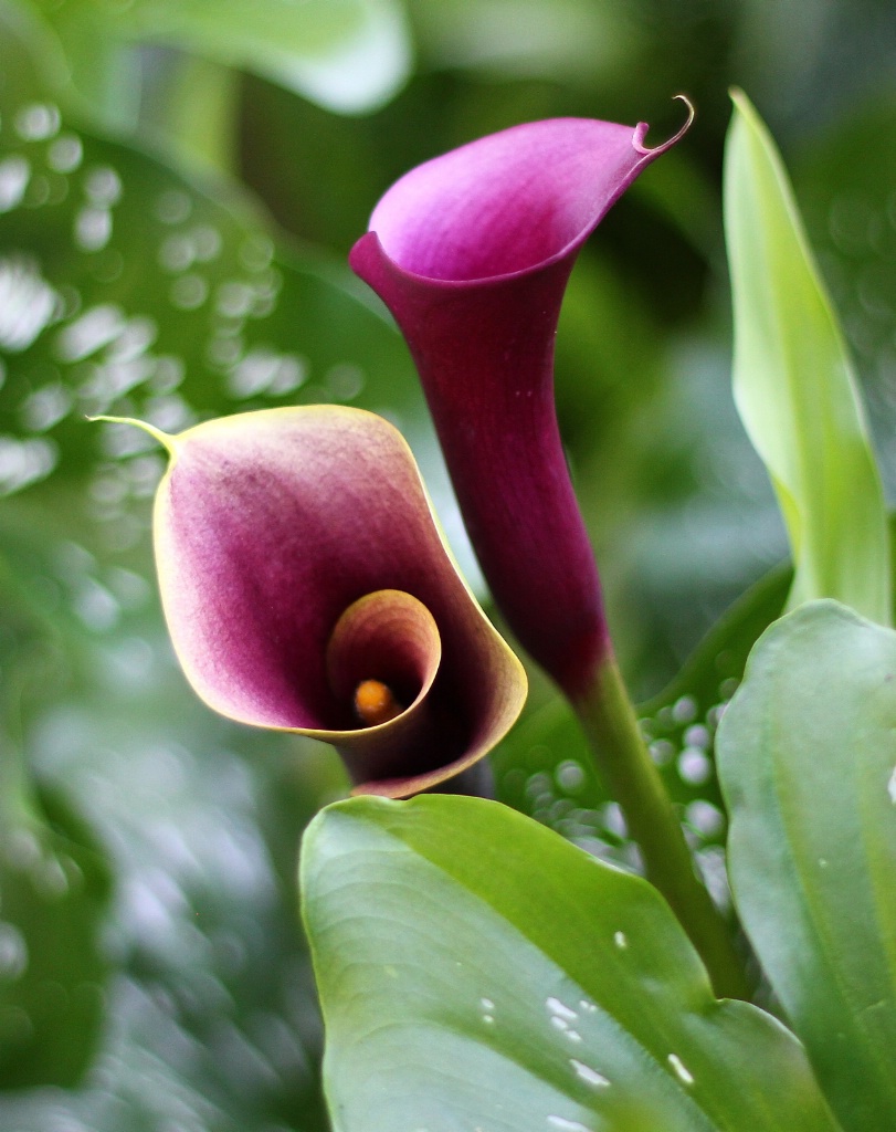 2 calla lilly.JPG