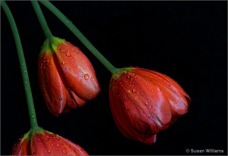 Red Tulips