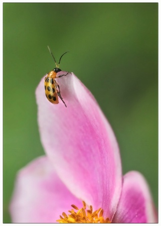 cucumber beetle