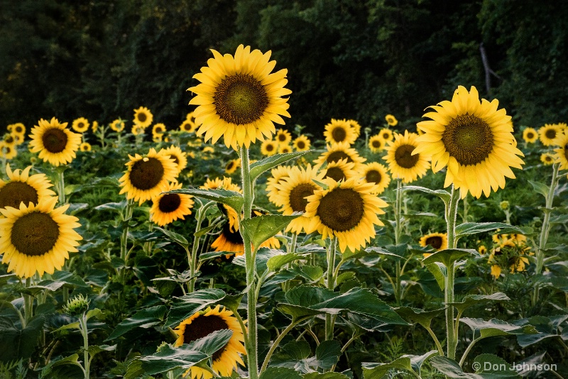 Lots of Sunflowers 7-14-16 285