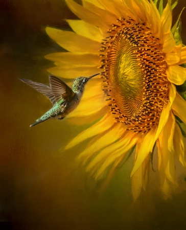 Sunflower and Hummer